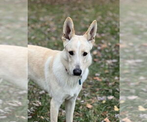 German Shepherd Dog Dogs for adoption in Mt. Airy, MD, USA