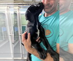 Small #2 Mutt