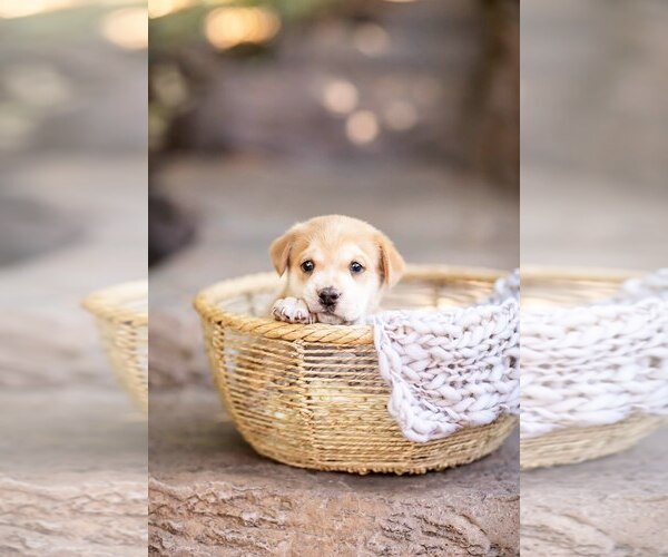 Medium Photo #5 Mutt Puppy For Sale in San Diego, CA, USA