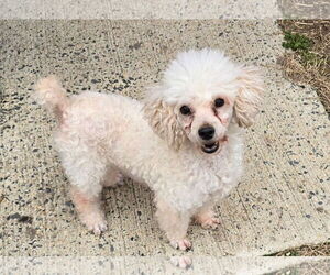 Poodle (Miniature) Dogs for adoption in Seaford, DE, USA