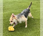 Small #2 Mutt