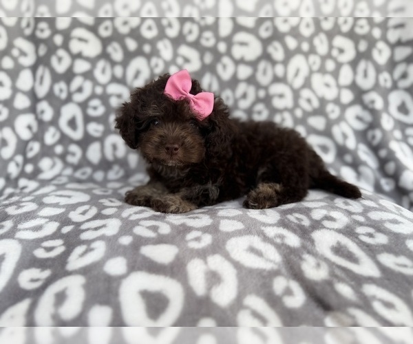 Medium Photo #9 Cock-A-Poo Puppy For Sale in LAKELAND, FL, USA