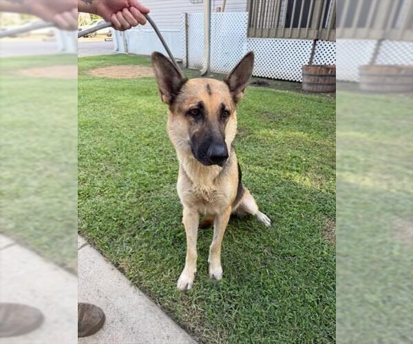 Medium Photo #1 German Shepherd Dog Puppy For Sale in Sugar Land, TX, USA