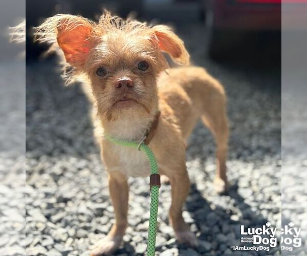 Medium Photo #4 Chihuahua-Unknown Mix Puppy For Sale in Washington, DC, USA