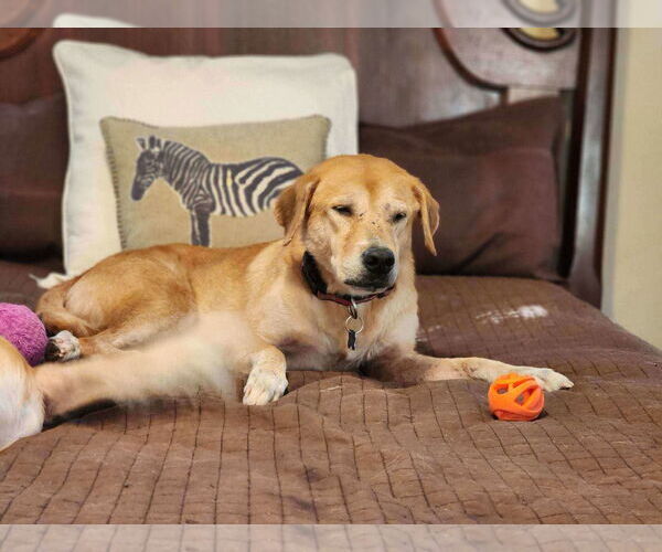Medium Photo #2 Golden Retriever Puppy For Sale in Spring Lake, NC, USA