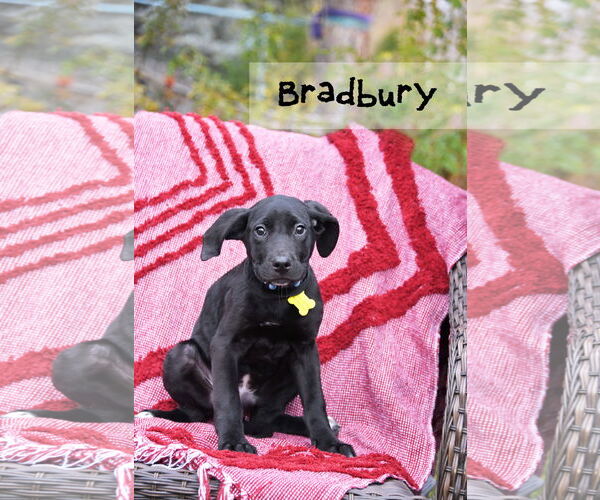 Medium Photo #2 Mutt Puppy For Sale in Sandy, UT, USA