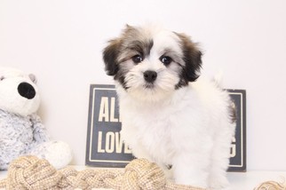 Coton de Tulear Puppy for sale in NAPLES, FL, USA