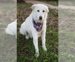Small #3 Great Pyrenees