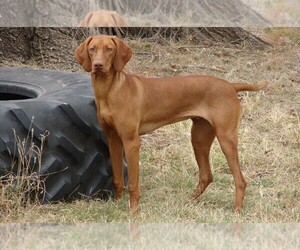 Mother of the Vizsla puppies born on 03/31/2025