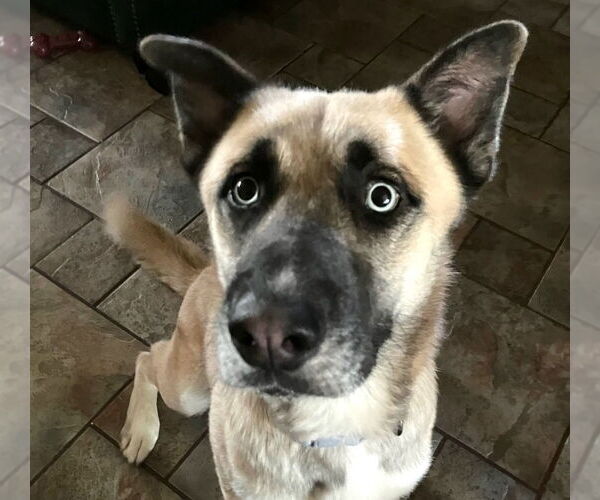 Medium Photo #6 Anatolian Shepherd-Siberian Husky Mix Puppy For Sale in HOUSTON, TX, USA
