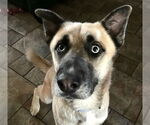 Small #5 Anatolian Shepherd-Siberian Husky Mix