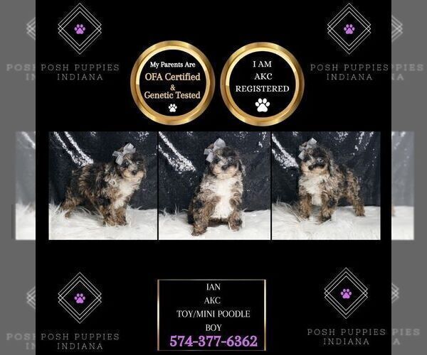 Medium Photo #47 Poodle (Miniature) Puppy For Sale in WARSAW, IN, USA