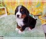 Small Photo #14 Bernese Mountain Dog Puppy For Sale in BLACK FOREST, CO, USA