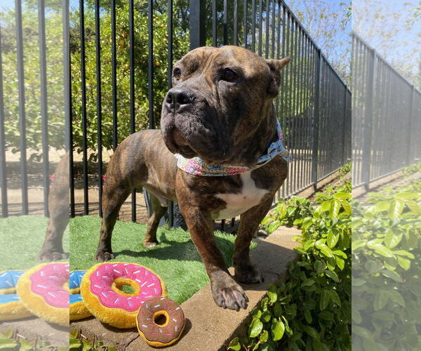 Medium Photo #4 American Staffordshire Terrier-Bulldog Mix Puppy For Sale in Redlands, CA, USA