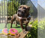 Small #3 American Staffordshire Terrier-Bulldog Mix