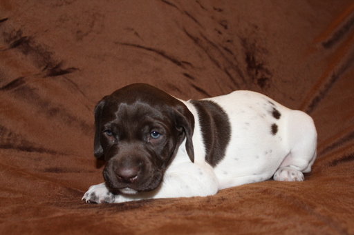 Medium Photo #2 German Shorthaired Pointer Puppy For Sale in BLAINSPORT, PA, USA