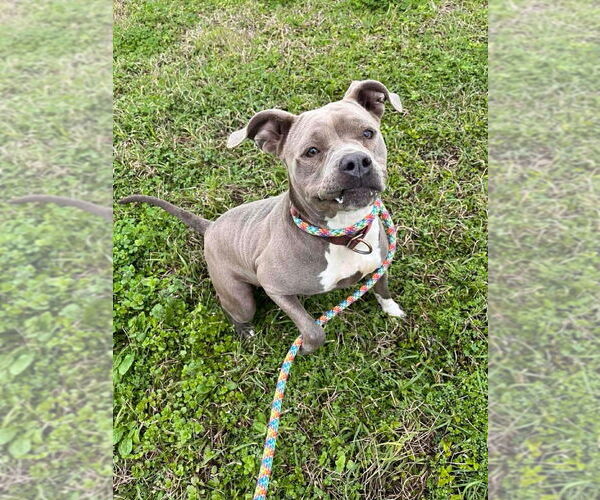 Medium Photo #3 Mutt Puppy For Sale in Abbeville, LA, USA