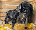 Small #12 Cocker Spaniel