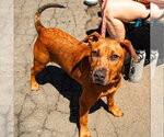 Small #5 Labrador Retriever Mix