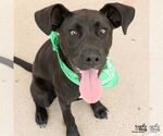 Small #16 Labrador Retriever Mix