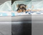 Small #1 Yorkshire Terrier