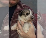 Small Photo #3 Great Pyrenees Puppy For Sale in EL DORADO, KS, USA