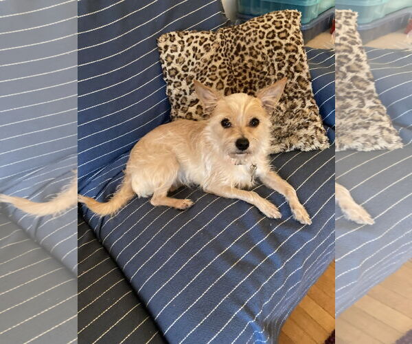 Medium Photo #3 Chihuahua-Unknown Mix Puppy For Sale in San Francisco, CA, USA