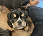 Puppy Puppy 3 English Bulldog