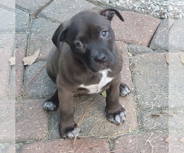 Medium Photo #1 Labrador Retriever-Unknown Mix Puppy For Sale in The Woodlands, TX, USA