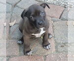 Small Labrador Retriever Mix