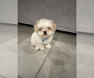 Shih Tzu Puppy for sale in GLENDALE, AZ, USA