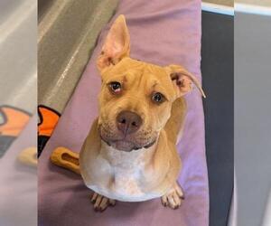 Mutt Dogs for adoption in San Martin, CA, USA