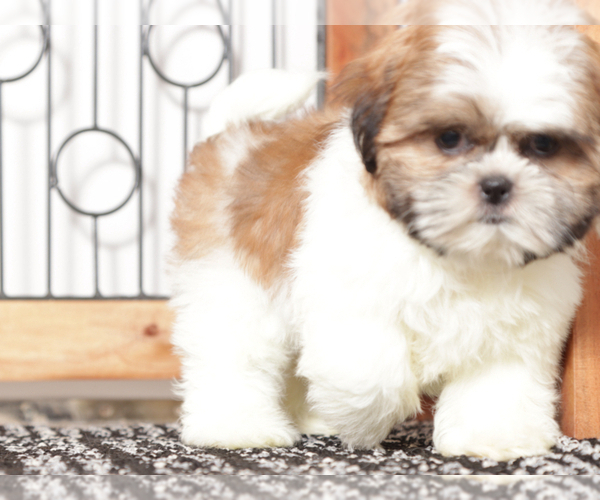 Medium Photo #2 Shih Tzu Puppy For Sale in NAPLES, FL, USA