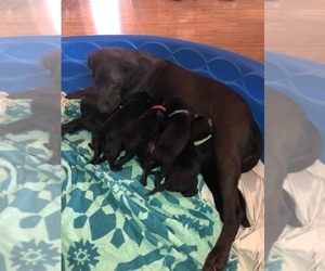 Mother of the Labrador Retriever puppies born on 03/31/2021