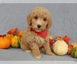 Goldendoodle (Miniature) Puppy for sale in MILLERSBURG, OH, USA