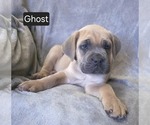 Puppy Ghost Cane Corso