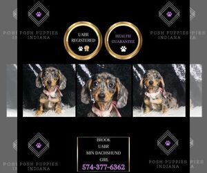 Dachshund Puppy for sale in WARSAW, IN, USA
