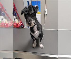 Maltese-Unknown Mix Dogs for adoption in Las Vegas, NV, USA