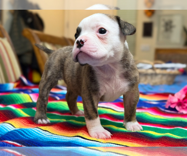Medium Photo #3 Olde English Bulldogge Puppy For Sale in BRENTWOOD, CA, USA
