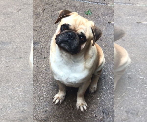 Medium Photo #1 Pug Puppy For Sale in Lincolnwood, IL, USA