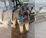 Small Photo #1 Poodle (Standard) Puppy For Sale in BUSHNELL, FL, USA