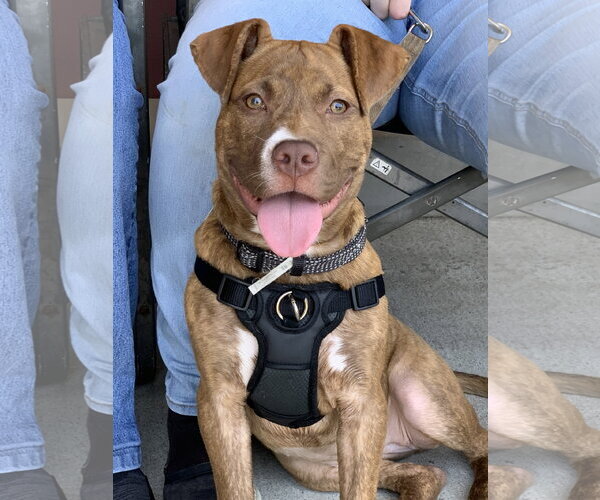 Medium Photo #10 American Staffordshire Terrier-Unknown Mix Puppy For Sale in Spotsylvania, VA, USA