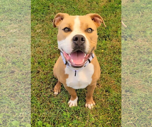 Medium Photo #1 American Pit Bull Terrier-Unknown Mix Puppy For Sale in Millersville, MD, USA