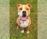 Small American Pit Bull Terrier Mix