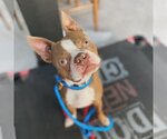 Small Photo #1 Boston Terrier Puppy For Sale in Huntington Beach, CA, USA