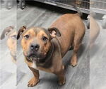 Small #2 Bulldog Mix