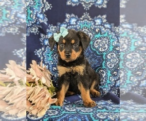 Rottweiler Puppy for sale in CHRISTIANA, PA, USA