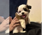 Small Photo #9 Shih Tzu Puppy For Sale in VENETA, OR, USA
