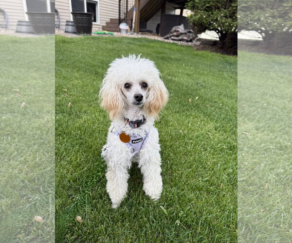 Medium Photo #1 Poodle (Toy) Puppy For Sale in St. Louis Park, MN, USA