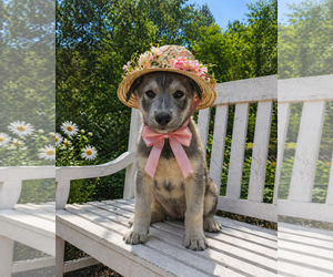 Borador Dogs for adoption in Mt. Laurel, NJ, USA